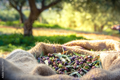 Harvested fresh olives in sacks in a field in Crete, Greece for olive oil production photo