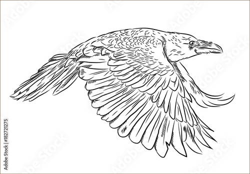 Portrait of a raven flying in the style of engravings (doodle)