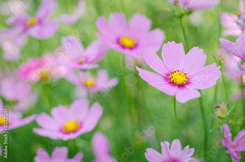 Pink and white cosmos flowers garden.