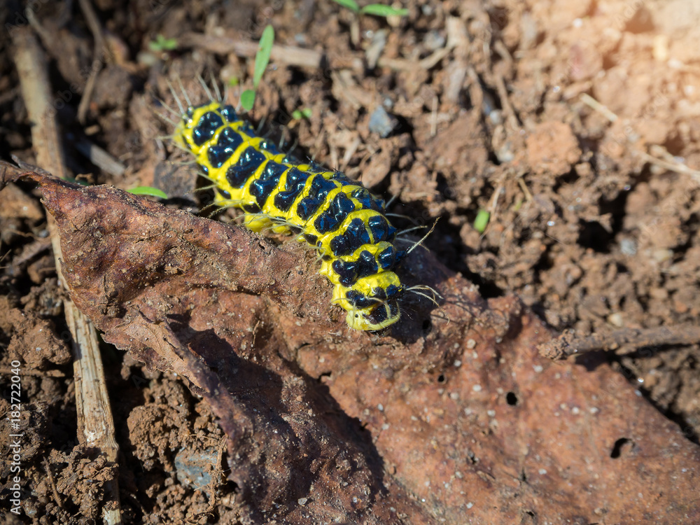 Yellow black caterpillar crawling on the ground Yellow black caterpillar crawling on the ground