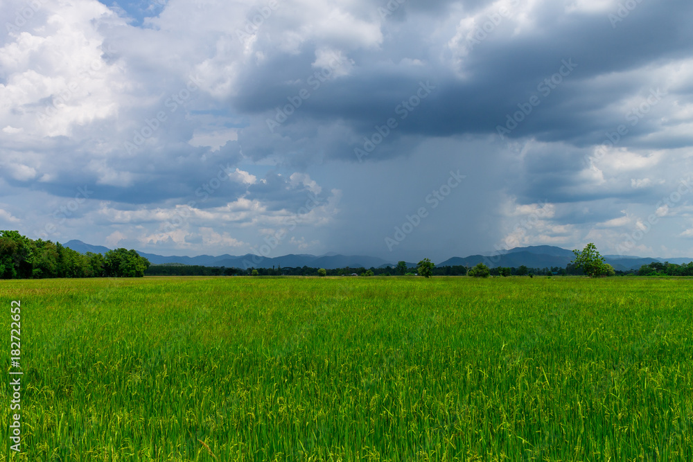 Fototapeta premium Thai agriculture