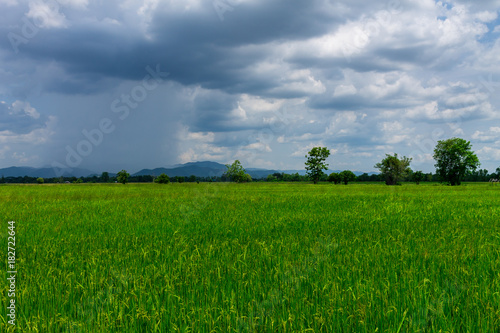 Thai agriculture