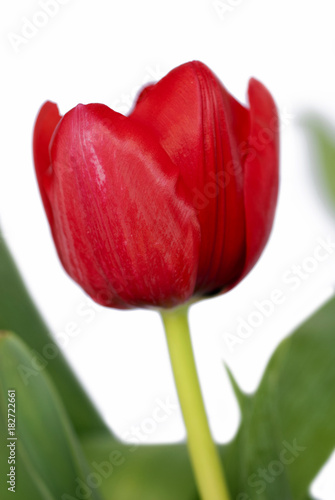 Tulipan flower gift valentines day, love sign, romantic detail, Liliaceae in Guatemala.