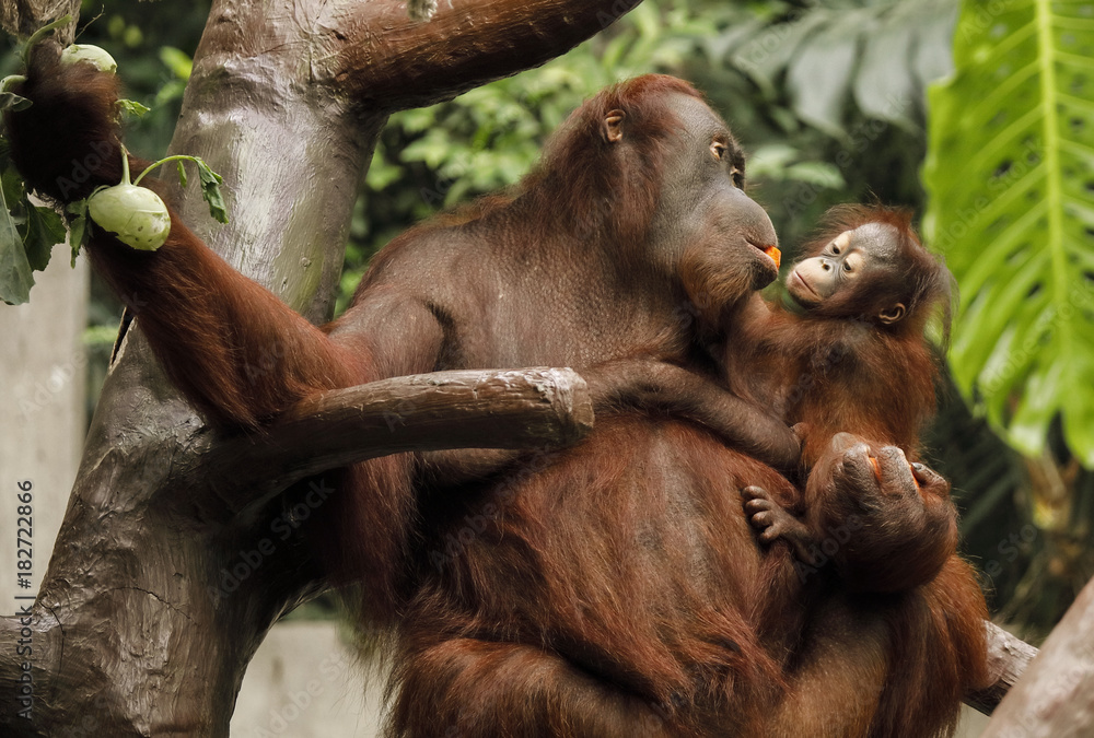 Orangutan matka z dzieckiem jedząca warzywa. - obrazy, fototapety, plakaty 