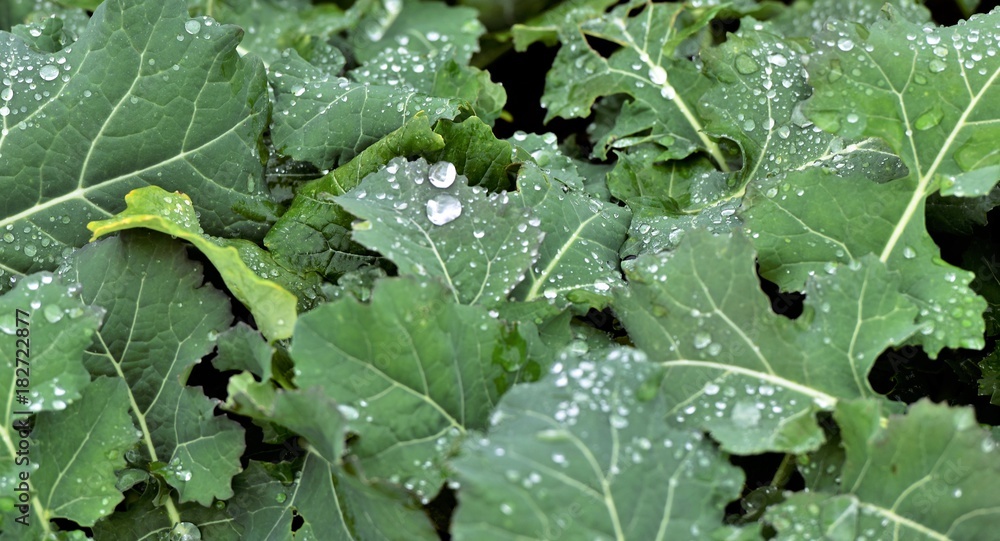 perles d'eau sur les feuilles d'une plante perles d'eau sur les feuilles d'une plante