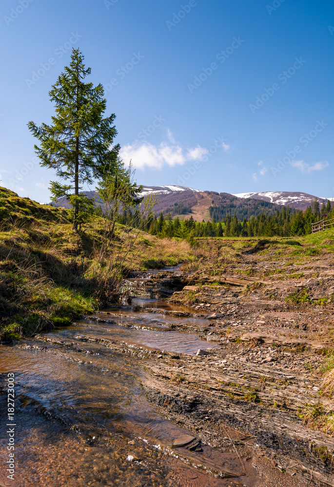 Carpathian alpine countryside in springtime. Spruce tree near the calm stream. forest at the foot of the mountain with snowy tops in the distance