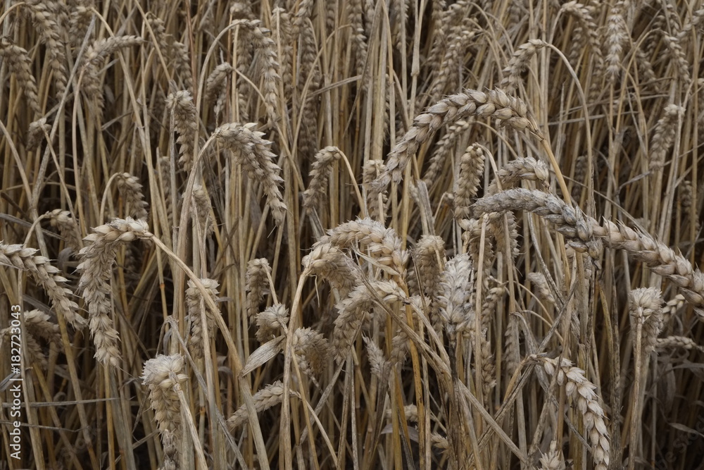 Fototapeta premium Weizen auf dem Feld
