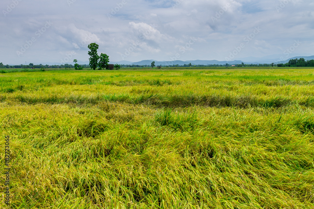 Thai agriculture Thai agriculture