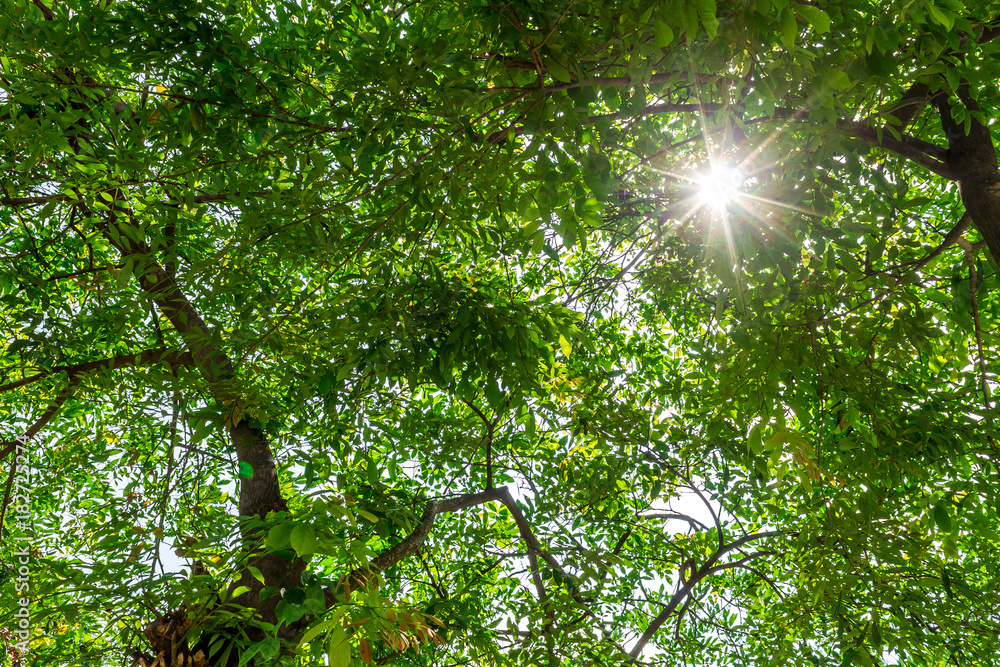 Obraz premium Background of nature
