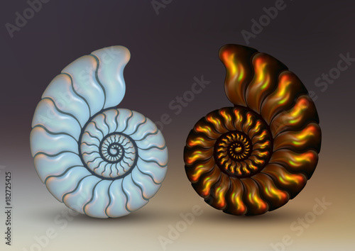 Realistic vector picture two fossil Ammonites Nacre and golden brown iridescent color on dark background. pearly, pure and airy.