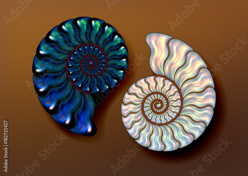 Realistic vector picture two fossil Ammonites Nacre and blue iridescent color on brown background. pearly, pure and airy.