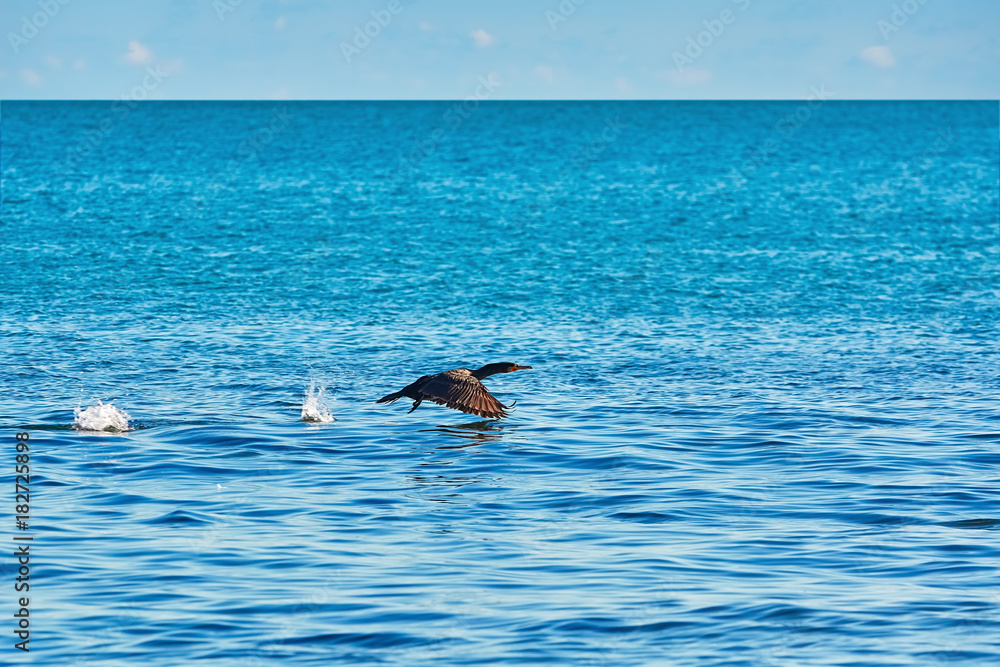 Fototapeta premium Double-crested Cormorant (phalacrocorax Auritus)