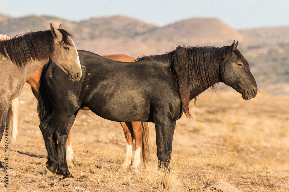 Wild Horses in the Utah Desert