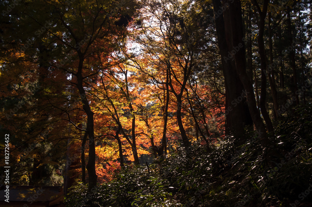 紅葉