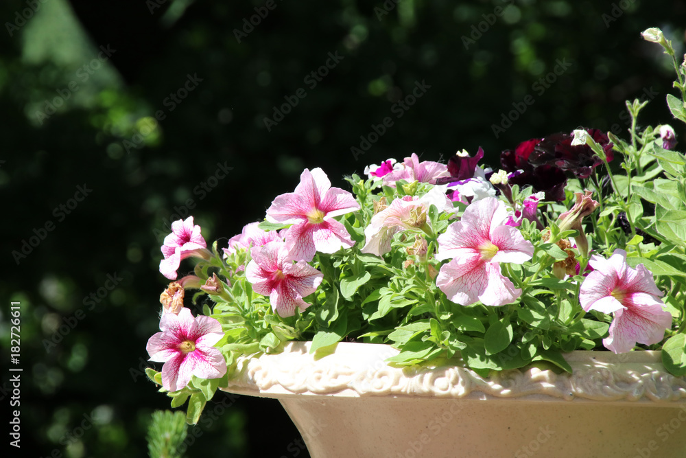 Blooming cultivar petunians (Petunia x hybrida) in cachepot in the summer garden Blooming cultivar petunians (Petunia x hybrida) in cachepot in the summer garden