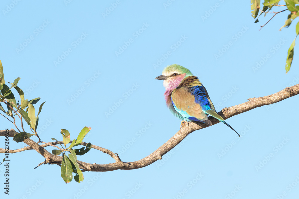 Lilac-Breasted Roller on a branch Lilac-Breasted Roller on a branch