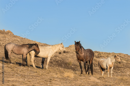 Fototapeta Naklejka Na Ścianę i Meble -  Wild Horses in the Utah Desert