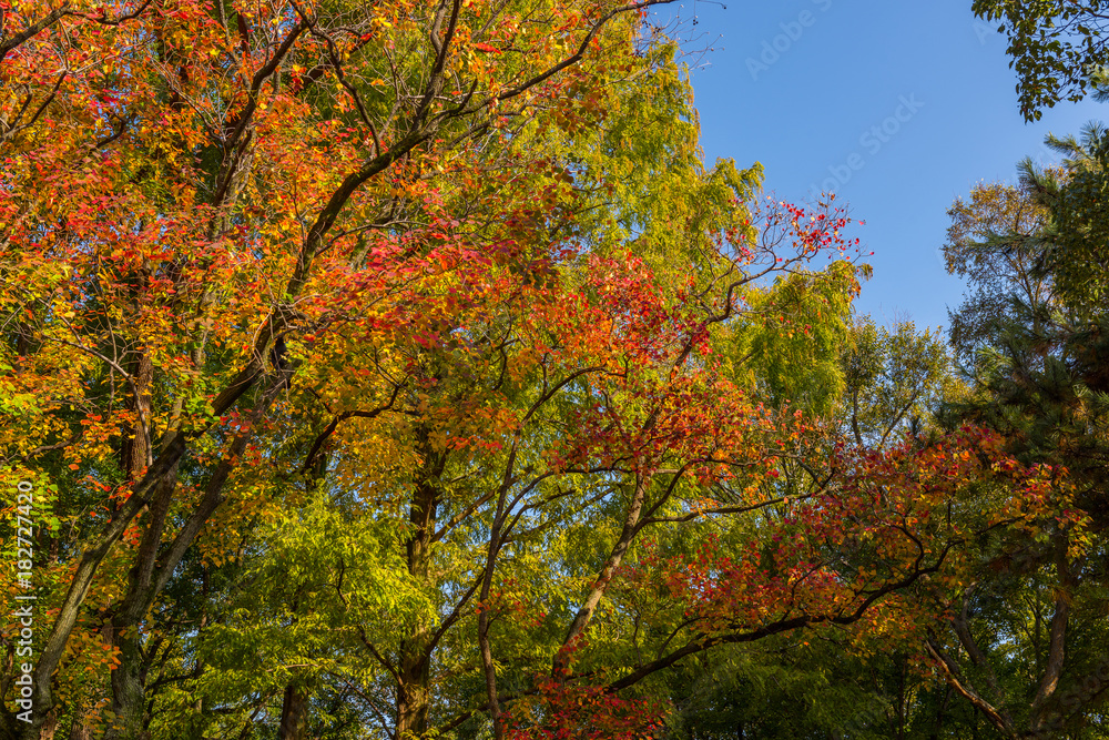 Osaka Castle in Osaka with autumn leaves. Japan. Osaka Castle in Osaka with autumn leaves. Japan.