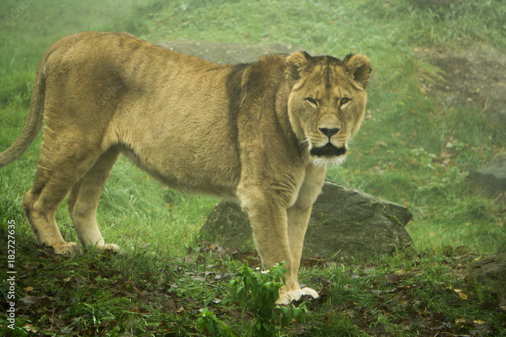 Lioness staring at the camera on a cold morning with thick fog Lioness staring at the camera on a cold morning with thick fog