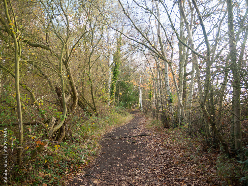 autumn empty floor walkway path no people bare branches
