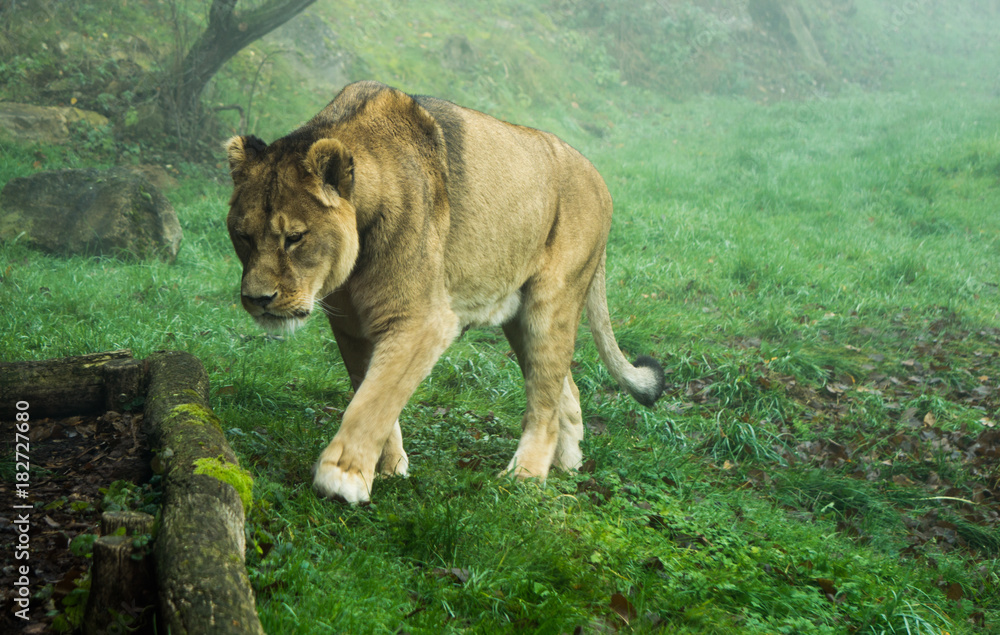 Obraz premium Close up of lioness at zoo on a misty morning