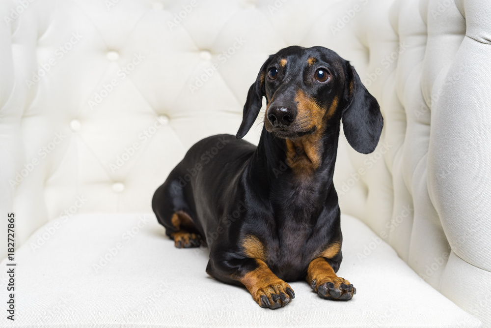 funny dog  Dachshund breed, black and tan, lies in a white armchair and looking away