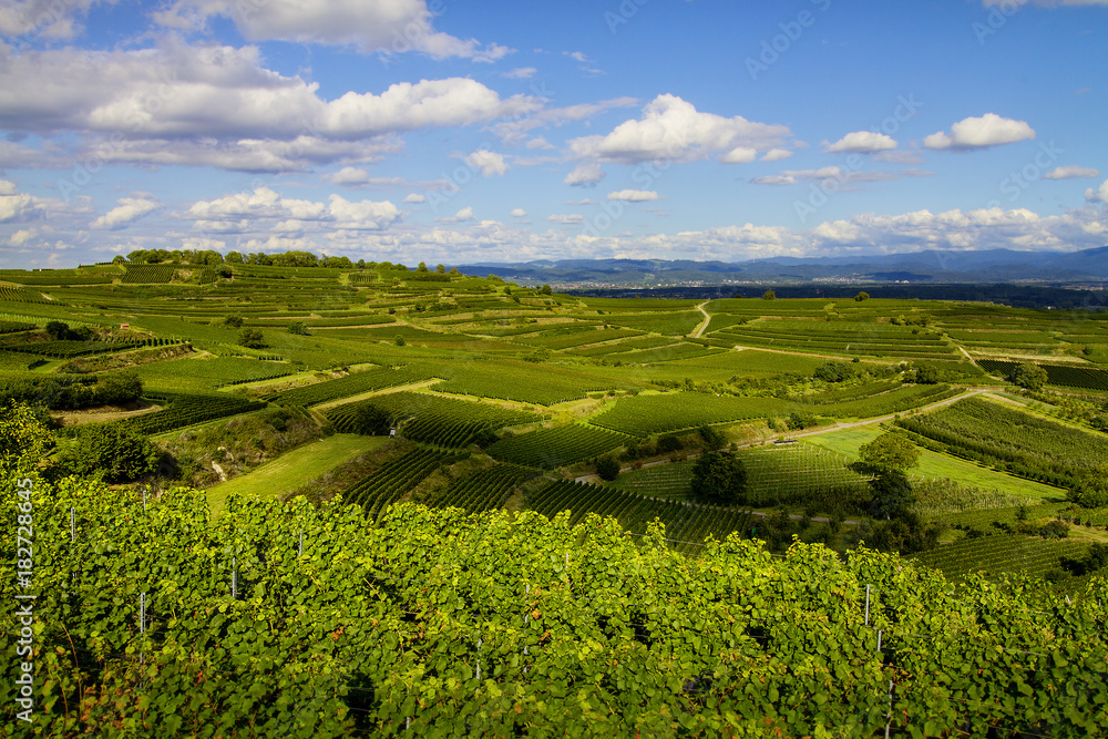 Obraz premium Weinberge Kaiserstuhl Bötzingen