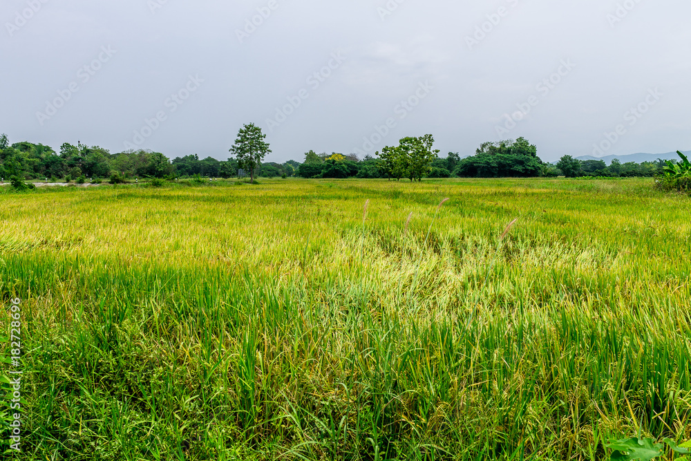 Fototapeta premium Thai agriculture