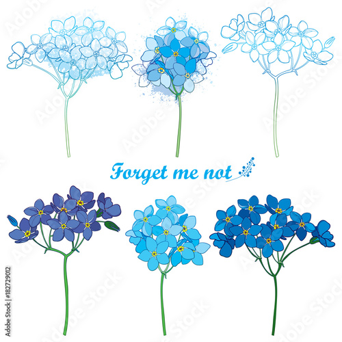 Vector set with outline Forget me not or Myosotis flower bunch in pastel blue isolated on white background. Wild plant Forget me not in contour style for spring design or romantic decor.