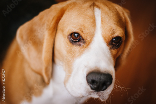  portrait of a dog, eyes
