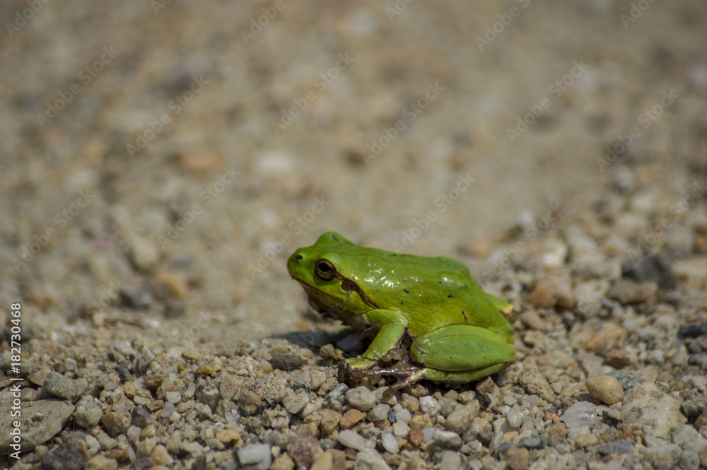 Obraz premium Ranocchia Verde