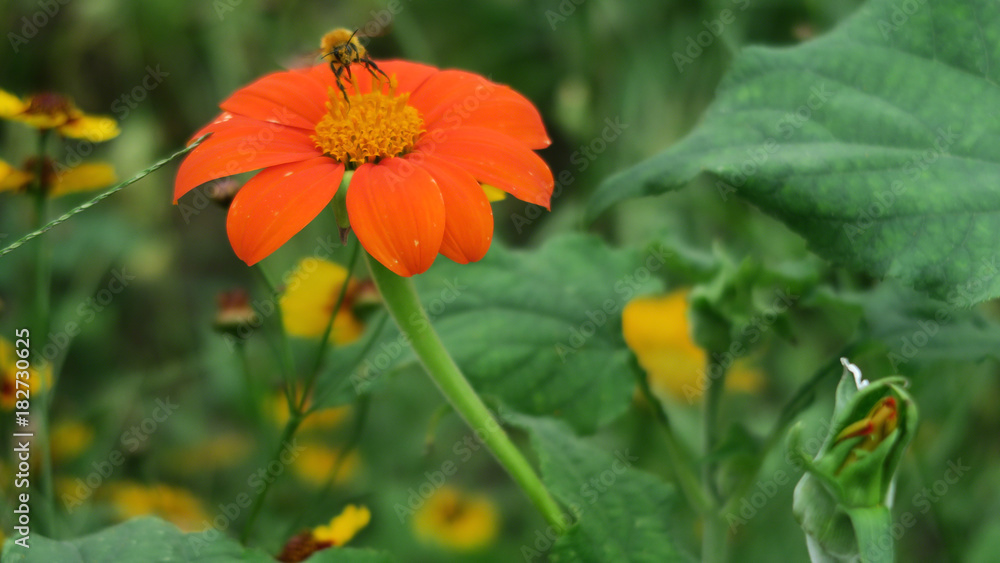 Orange Zinnia with a bee. Orange Zinnia with a bee.