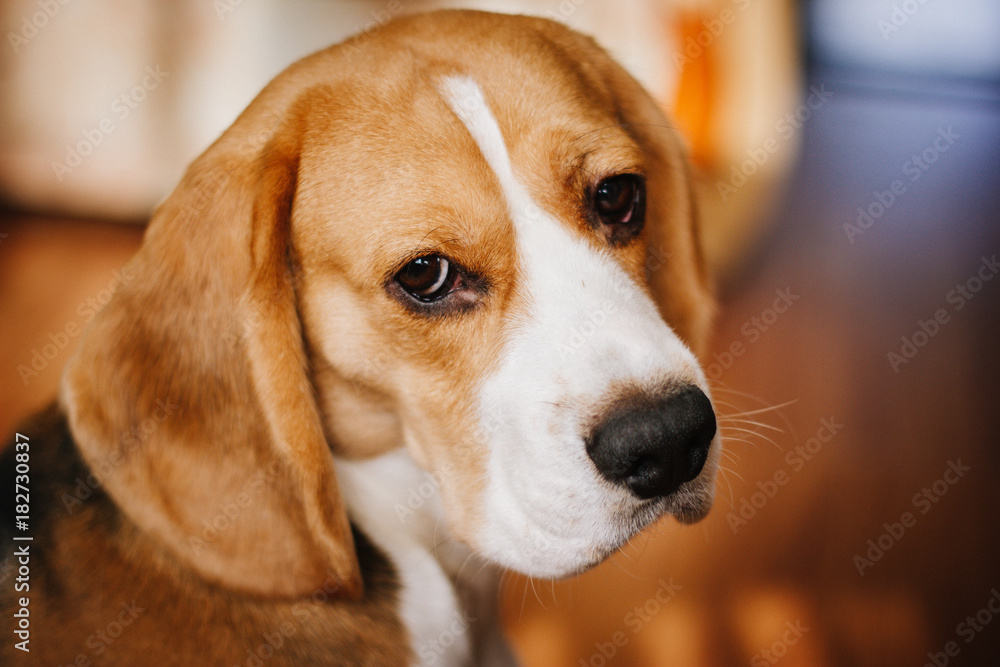  portrait of a dog, eyes