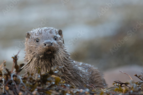 Close-up of wet Eurasian otter cub (lutra lutra) looking towards camera on the isle of Mull