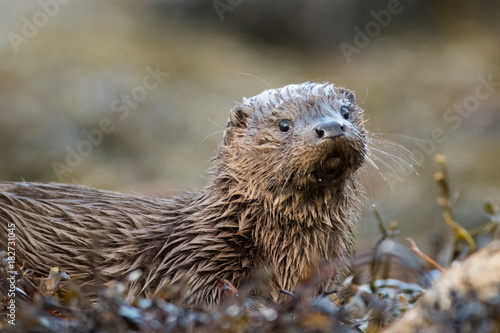 Quadro em tela Close-up of wet Eurasian otter cub (lutra lutra) looking towards camera on the i