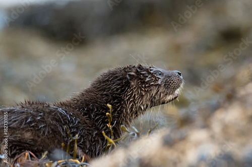 Side view of Eurasian otter cub (lutra lutra) on the isle of Mull photo