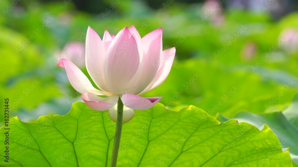 Beautiful lotus flower blooms in the pond, China Beautiful lotus flower blooms in the pond, China