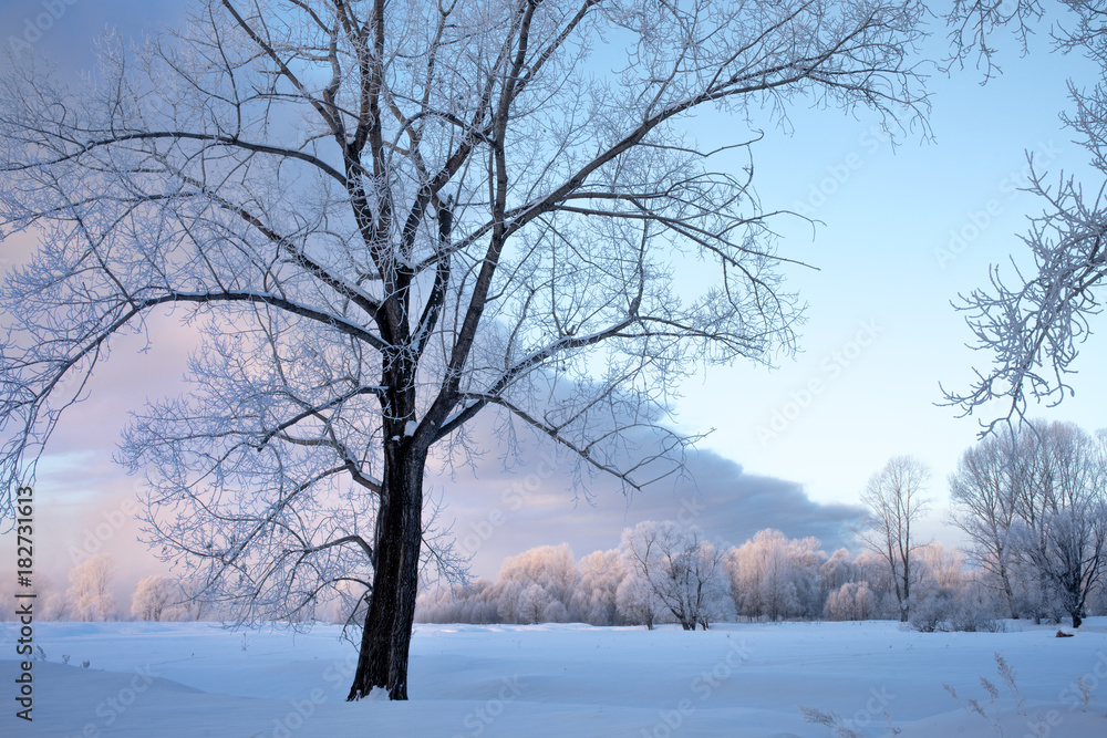 Snowy frozen landscape of sunrise on lakeside with trees

