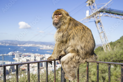 Macaque Monkeys at the Rock of Gibraltar
