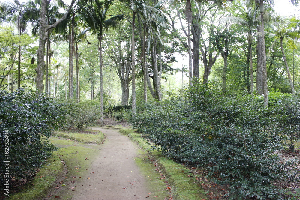 Parque Terra Nostra, Açores Parque Terra Nostra, Açores