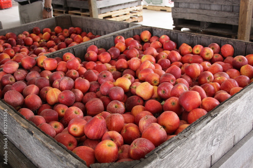 Apples Apples
