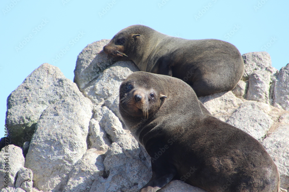 Obraz premium Lobo de mar 