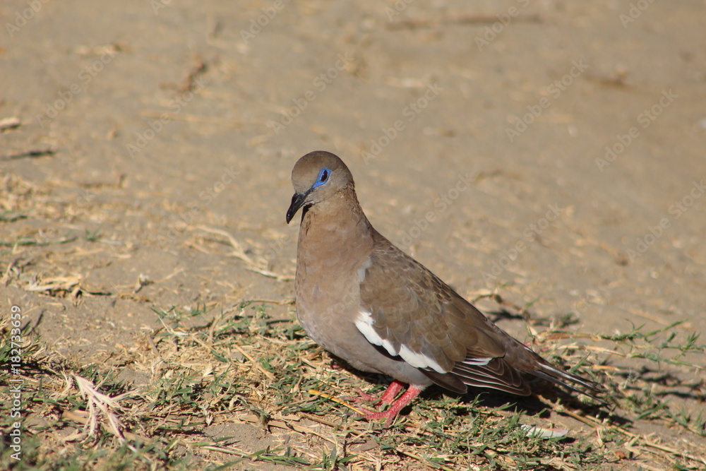 Obraz premium Cuculi