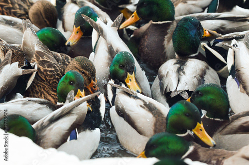 Mallard (Anas platyrhynchos) in wintering ground, Moscow region, Russia