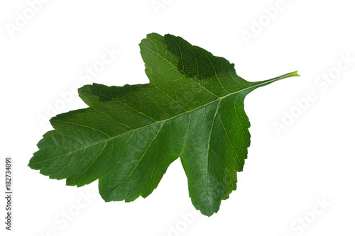 tree leaf