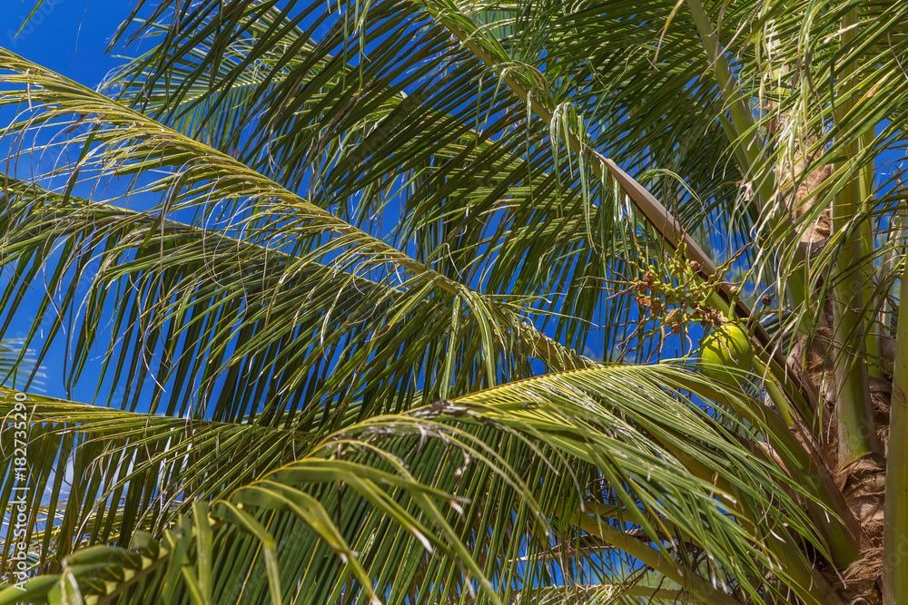 Perfect green palm leaves in front of sky Perfect green palm leaves in front of sky