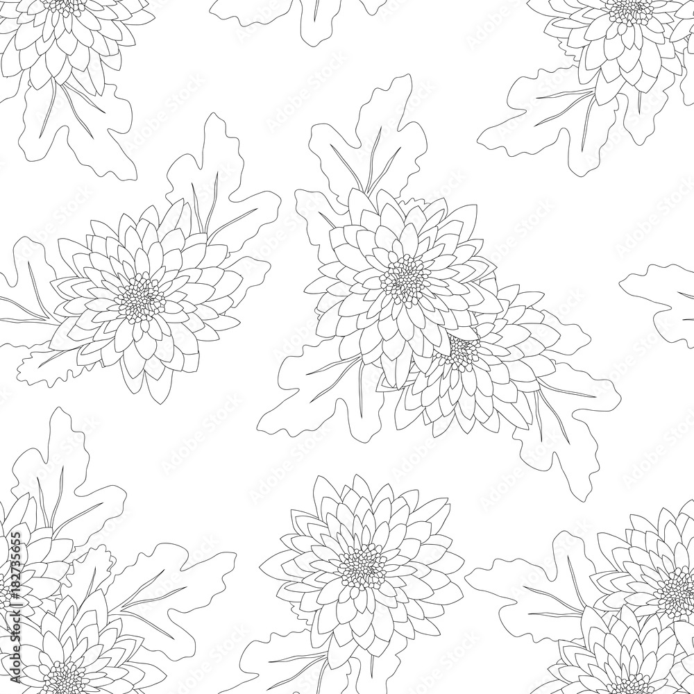 Chrysanthemum on White Background