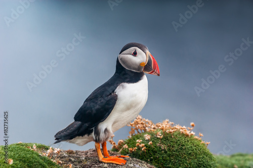 Atlantic Puffin on Sea Cliff