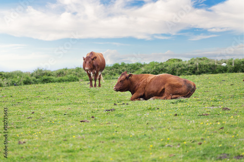 Perfect farm cows on a green meadow © AnnaMoskvina