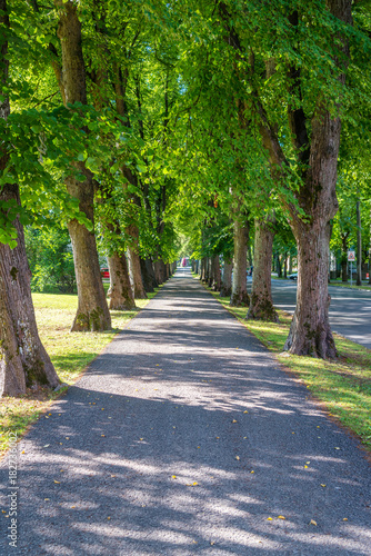 Fototapeta Naklejka Na Ścianę i Meble -  beautiful summer alley in park with old trees